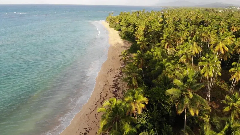 Aerial view of a palm-fringed beach